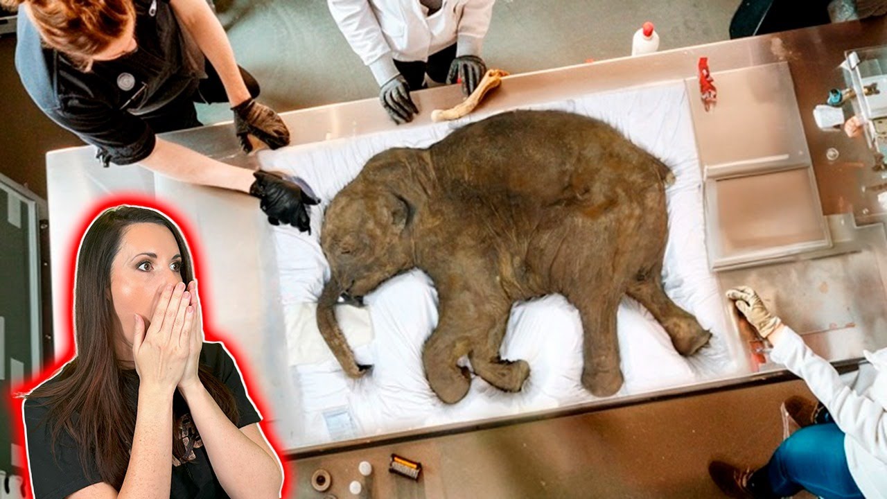 New Technology Can REVIVE The Woolly Mammoth From EXTINCTION!